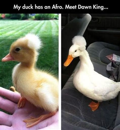 Funny Duck Memes That Will Keep You Laughing For Hours Opossumsauce
