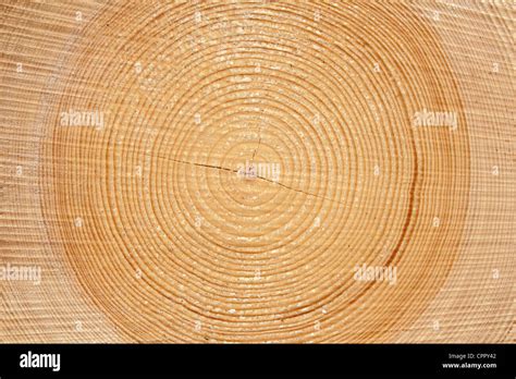 Slice Of Wood Timber Natural Background Stock Photo Alamy