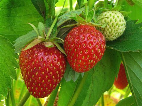 Smart Strawberries Crop Increases The Quality And Reduces The Time From