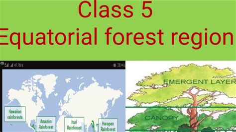 Class 5 Equatorial Forest Region Youtube