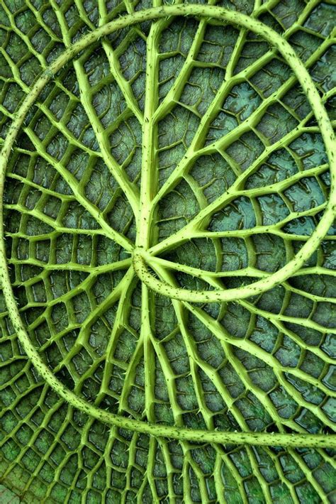 Giant Amazonian Lily Pad Patterns In Nature Nature Inspiration