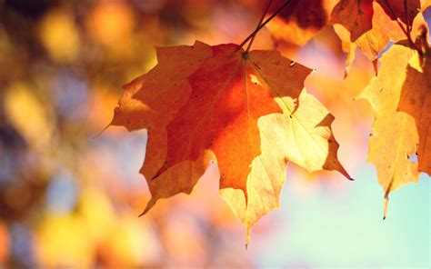 Autumn Is Here Macbook Air Wallpaper Download Allmacwallpaper