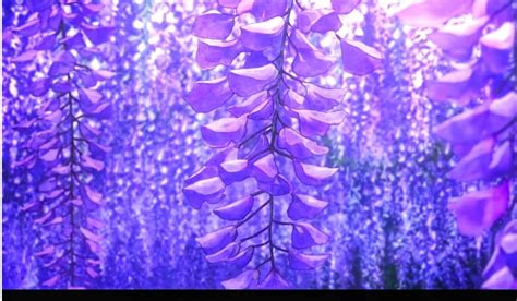 Purple Wallpaper Purple Backgrounds Wallpaper Pc Flower Backgrounds