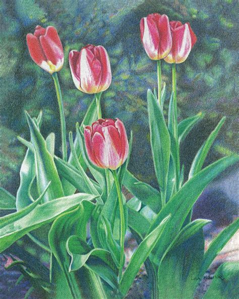 Tulip Flower Drawing Tulip Colored Pencil Tulip Art Print Floral