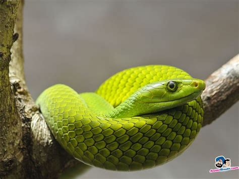 Check spelling or type a new query. Cool snake | SNEKS c: | Pinterest