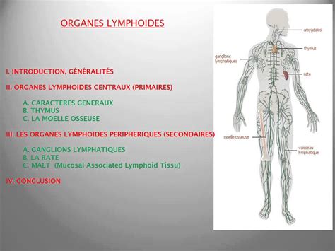 Immunologie Organes Lymphoides Youtube
