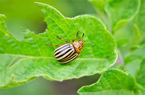 Identify And Control Cucumber Beetles Striped And Spotted