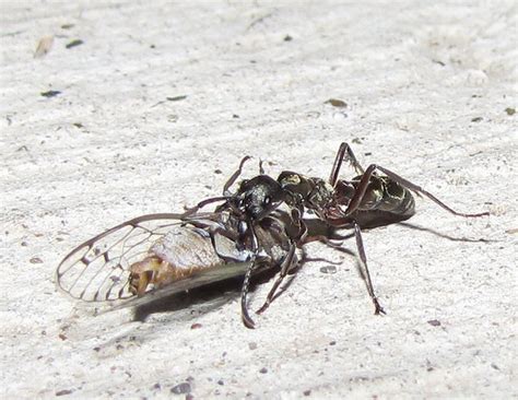 Giant Hunting Ant Flickr Photo Sharing