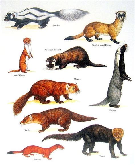 Wolverine Animal Size Chart