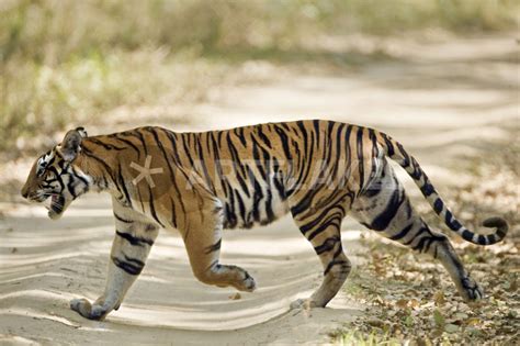 Bengal Tiger Panthera Tigris Tigris Walking In A Forest Picture Art