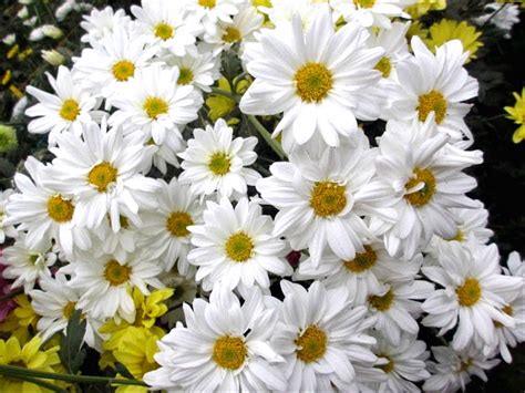 Aster memiliki beragam warna yang sangat cantik. Paling Bagus 10+ Gambar Bunga Aster Gambar Bunga Aster ...