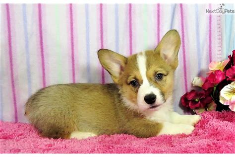 Excellent pembroke welsh corgi puppies available,these puppies akc registered , vet checked and will come with all papers. Cowboy: Corgi puppy for sale near Denver, Colorado ...