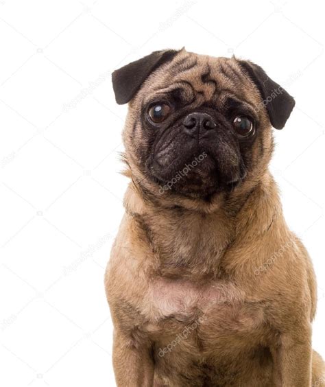 Cute Pug Dog Isolated Stock Photo By ©dogfordstudios 12600197