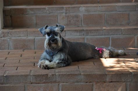 Schnauzer Rescue Schnauzer Friends South Africa