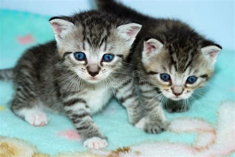Two Tiny Tabby Kittens Stock Photo Image Of Sitting Animals 2402490