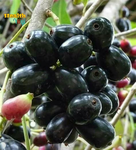 Some local fruits are seasonal, while others are also easily available throughout the year. Benefits Of Jamun Fruit For Diabetes | Is Black Jamun Good ...