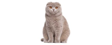 Scottish Fold Cat Breed Profile Petfinder