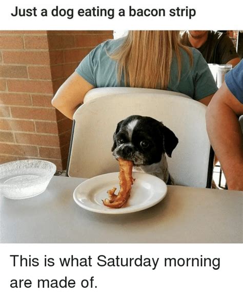 Top 29 Eating Meme Funny Animal Pictures Funny Animal Memes Funny
