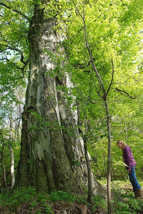 Oldest Trees Najstarsze Drzewa Buk Na Urwistej Beech On Urwista
