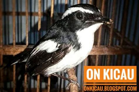 Check spelling or type a new query. Cara merawat burung Decu Kembang bakalan agar cepat bunyi ...