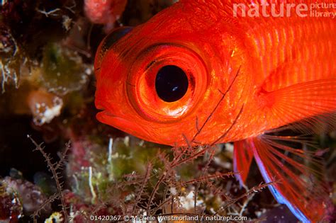 Stock Photo Of White Tipped Soldierfish Myripristis Vittata Close Up