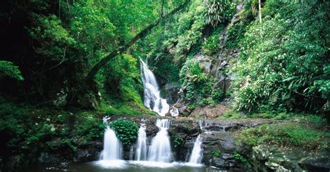 Gondwana Rainforests Of Australia Unesco World Heritage Centre