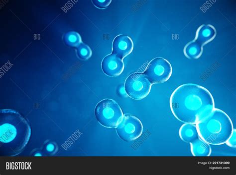 1 the most notable difference between prophase in plant cells and animal cells occurs because plant cells lack centrioles. Human Animal Cells On Image & Photo (Free Trial) | Bigstock