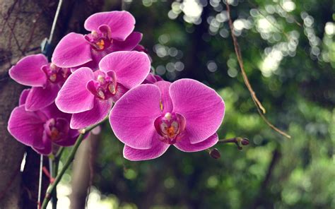 72 Purple Orchid Wallpaper Wallpapersafari