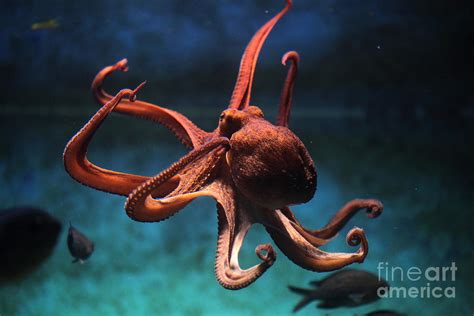 Common Octopus Octopus Vulgaris Photograph By Wrangel Pixels