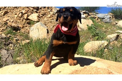 What size will a rottweiler san diego puppy be when fully grown? Rottweiler puppy for sale near San Diego, California. | ef5fd51e-55b1