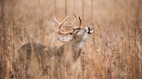 The Pros And Cons Of Rubber Boots For Deer Hunting Whitetail Deer