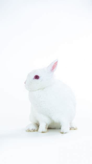 Premium Photo Fluffy White Rabbit