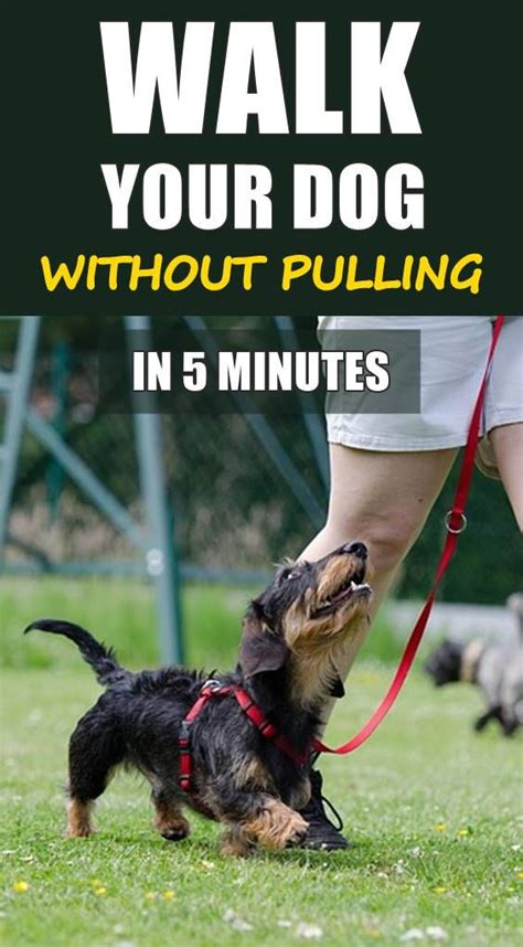 How To Train Your Dog To Stop Pulling On The Leash Dogs