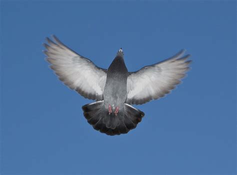 Pigeon In Flight Oh The Majesty Of The Feral Urban Pigeon Alan