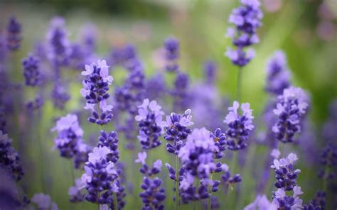 Purple Flower Wallpaper Hd