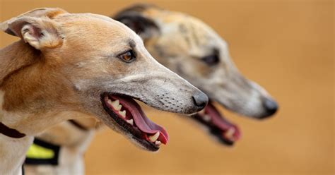 194 411 tykkäystä · 65 482 puhuu tästä. Florida lawmakers push to protect racing dogs - Dogtime