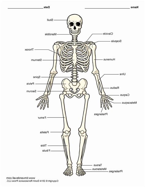 Anatomy Of A Bone Coloring Awesome Skeleton Coloring Pages Anatomy