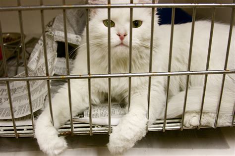 Other animals have very different sleeping habits, however. Shelter Cats and Stress - Valley Cats IncValley Cats Inc