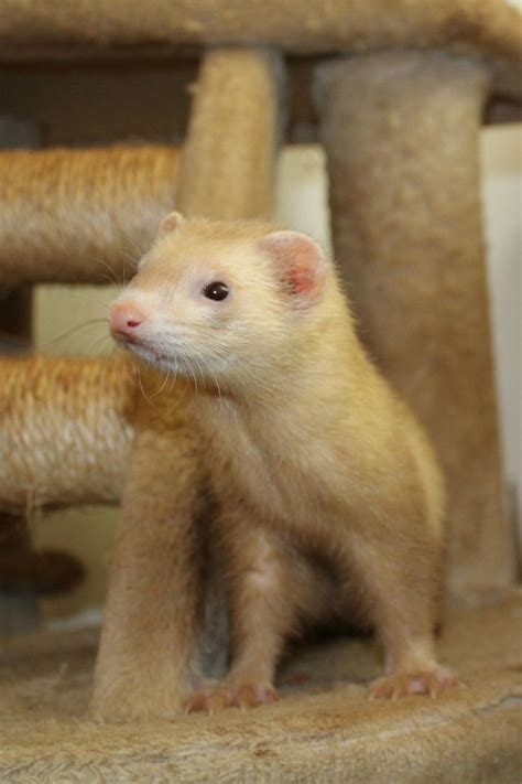 A Ferret Standing On Top Of A Cat Tree