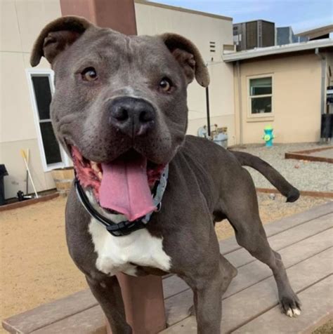 Over recent years, many veterinarians have spoken of an increasing concern about heartworm awareness and the need for an emphasis on the use of preventative. April is National Heartworm Awareness Month - American ...