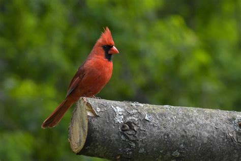 Male Northern Cardinal Perched On A Log Free Photo Download Freeimages