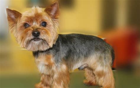 Yorkie Haircuts For Males And Females 60 Pictures Yorkielife