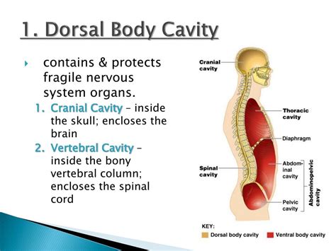 Dorsal Cavity Anatomy