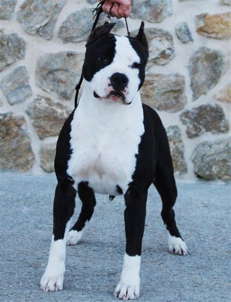 Dogo Argentino Black Bully