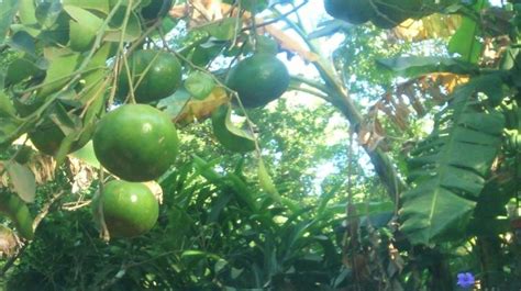 Las Temporadas De Frutas En Nicaragua Últimas Noticias Entretenimiento Y Mucho Más