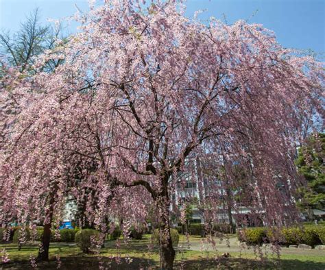 Trees With Pink Flowers For Attractive Landscaping