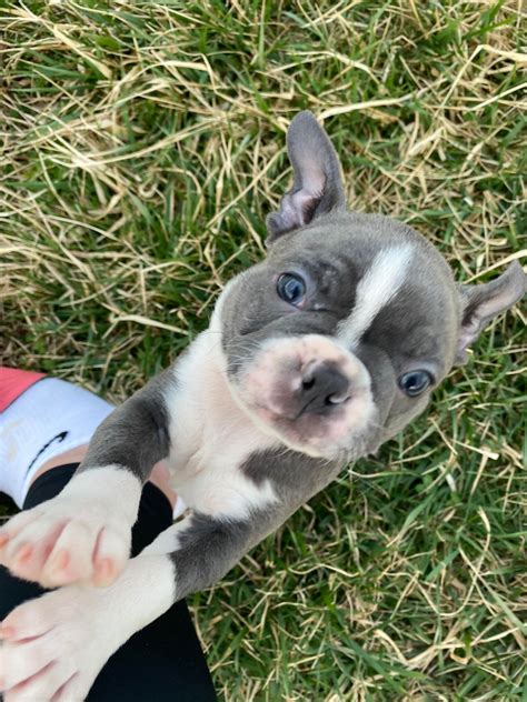 Southern Troutt Boston Terrier - Boston Terrier Puppies for Sale in