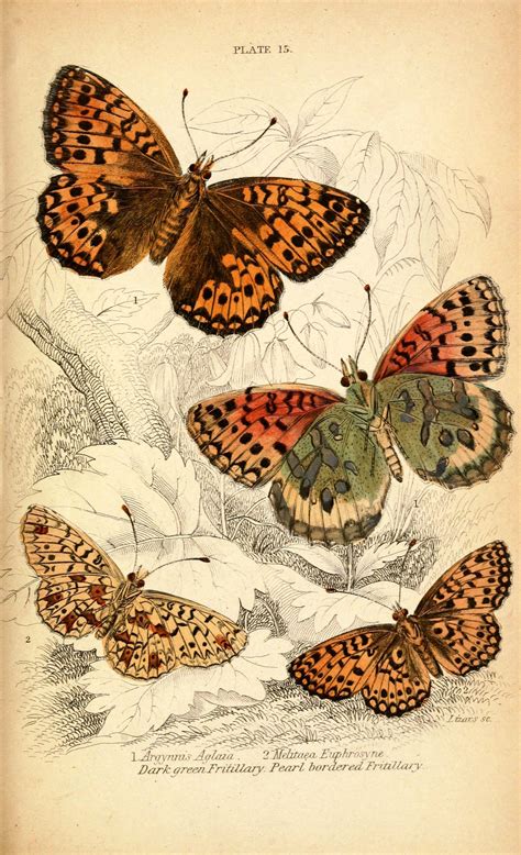 British Butterflies Butterfly Images Butterfly Illustration