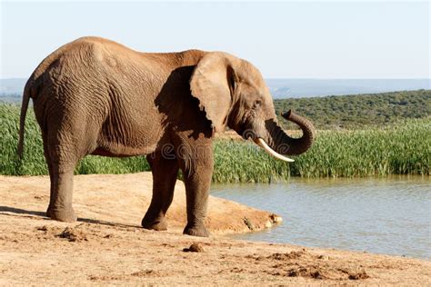 Nose African Bush Elephant Stock Photo Image Of Safari Elephant