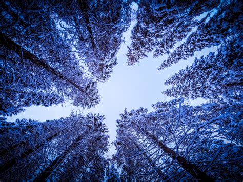 Snowy Trees Wallpaper 4k Forest Winter Looking Up At Sky Upward